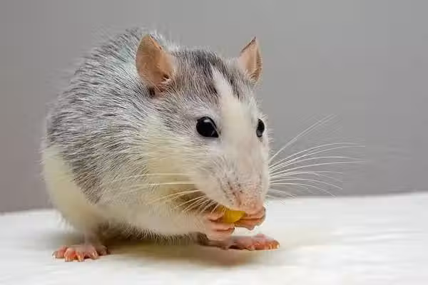 /www/bananadaily.net/web/images/image/2268/22684820.avif
