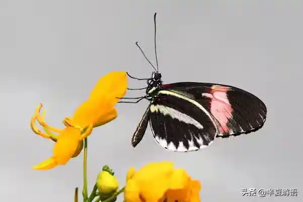 /www/bananadaily.net/web/images/image/2275/22752829.avif