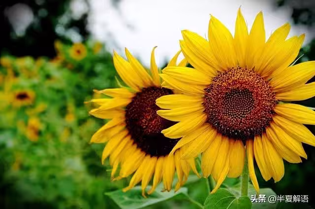/www/bananadaily.net/web/images/image/2281/22813187.avif